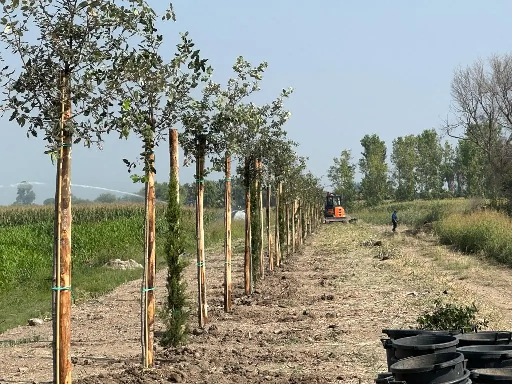 Filare di giovani alberi piantati